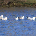 Photo n° 3 de l'avis de François.O fait le 11/04/2023 à 11:08 pour Parc naturel Du Marais à Villers-sur-Mer