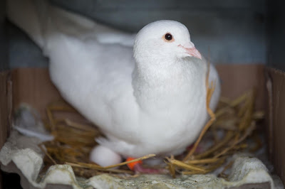 Les Pigeonneaux du Moulin à La Meyze