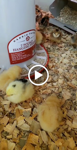 Home Improvement Store «Tractor Supply Co.», reviews and photos, 8800 Brentwood Blvd, Brentwood, CA 94513, USA