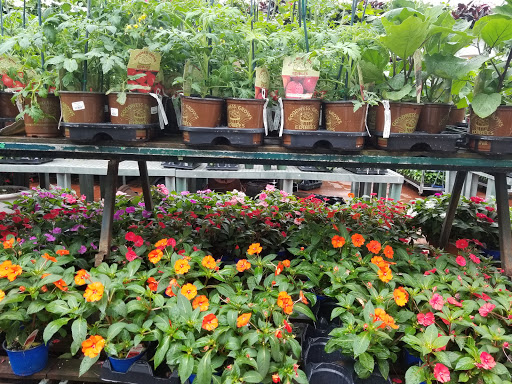 Garden Center «Westminster Nursery & Florist», reviews and photos, 30 Westminster Rd, West Hempstead, NY 11552, USA