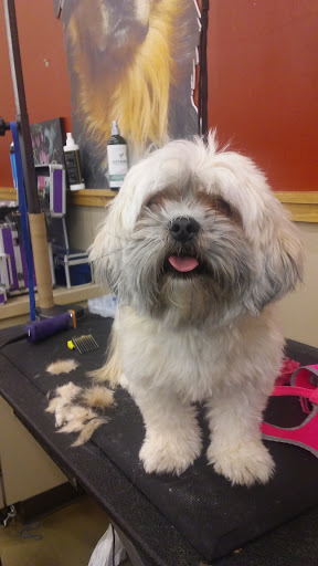 Pet Supply Store «Pet Supplies Plus», reviews and photos, 120 Sara Way, Belle Vernon, PA 15012, USA