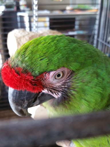 Pet Store «Wildside Pets», reviews and photos, 1042 N Higley Rd #105, Mesa, AZ 85205, USA