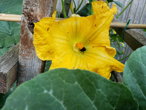 Health Food Store «Vineyard Grocer», reviews and photos, 294 State Rd, Vineyard Haven, MA 02568, USA