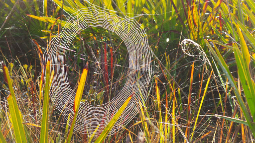 Tourist Attraction «Forever Florida», reviews and photos, 4755 North Kenansville Road, St Cloud, FL 34773, USA