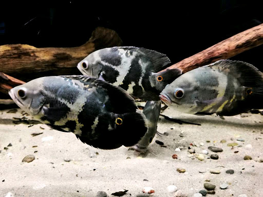 Zierfische-Komnino unter Rügland, 