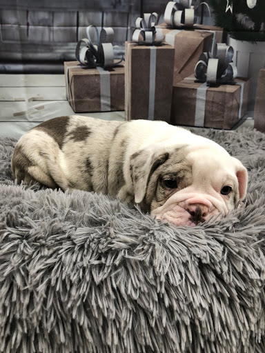 Pet Store «Happiness Is Pets Vi», reviews and photos, 616 E Roosevelt Rd, Lombard, IL 60148, USA