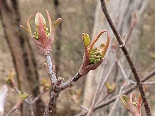 Nature Preserve «Subat Forest Preserve», reviews and photos, 4675-4999 Eldamain Rd, Plano, IL 60545, USA