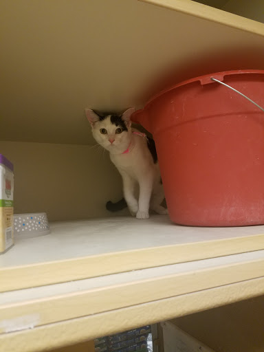 Pet Supply Store «PetSmart», reviews and photos, 3335 Cobb Pkwy NW #400, Acworth, GA 30101, USA