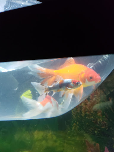 Pet Store «Petland Discounts - Westchester Sq.», reviews and photos, 25 Westchester Square, Bronx, NY 10461, USA