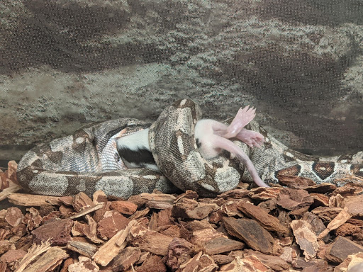 Pet Store «Super Pets», reviews and photos, 9403 E Las Tunas Dr, Temple City, CA 91780, USA