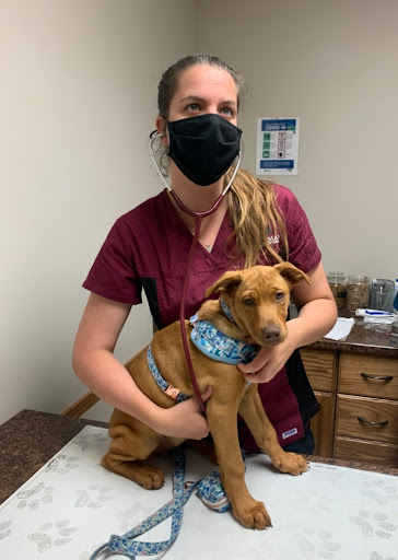 Mildmay Veterinary Clinic image