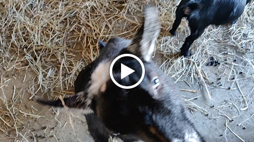 Farm «Goat Milk Stuff», reviews and photos, 76 S Lake Rd N, Scottsburg, IN 47170, USA