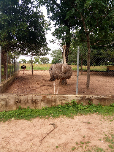 Unilorin Zoo, University Rd, Nigeria, Tourist Attraction, state Kwara