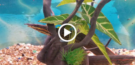 Tropical Fish Store «Fintique», reviews and photos, 701 West Ave, San Antonio, TX 78201, USA