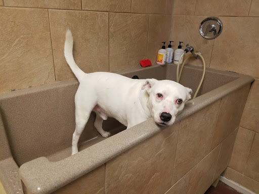 Pet Supply Store «HOWLISTIC», reviews and photos, 930 W Washington St #7, San Diego, CA 92103, USA