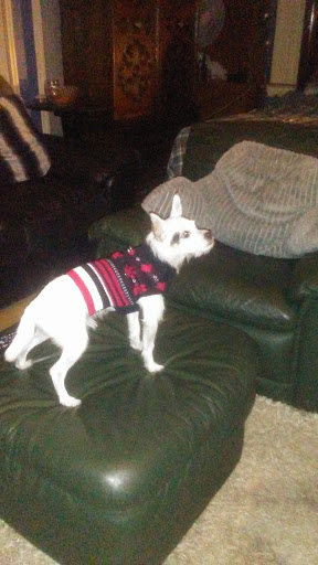 Pet Supply Store «Pet Supermarket», reviews and photos, 4100 N Wickham Rd #117, Melbourne, FL 32935, USA