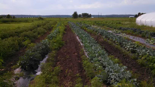 Produce Market «Mairet Farms», reviews and photos, 4707 U.S Hwy 61, Muscatine, IA 52761, USA