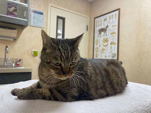 Cat Clinic image