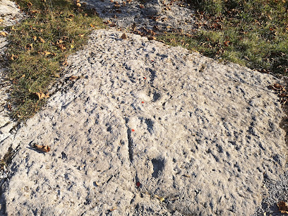 Dinosaur's footprints