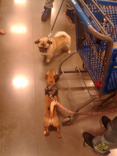 Pet Supply Store «PetSmart», reviews and photos, 6204 W Park Blvd, Plano, TX 75093, USA