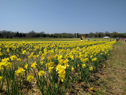 Tourist Attraction «Burnside Farms - Flower Fields», reviews and photos, 15441 Haymarket Dr, Haymarket, VA 20169, USA