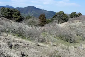 八木山花木園 image