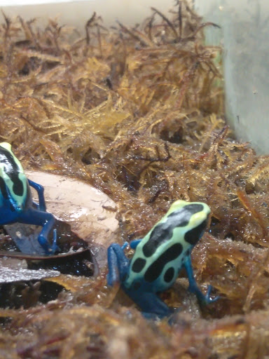 Pet Store «Lost Realms Pets», reviews and photos, 8059 N Cedar Ave, Fresno, CA 93720, USA