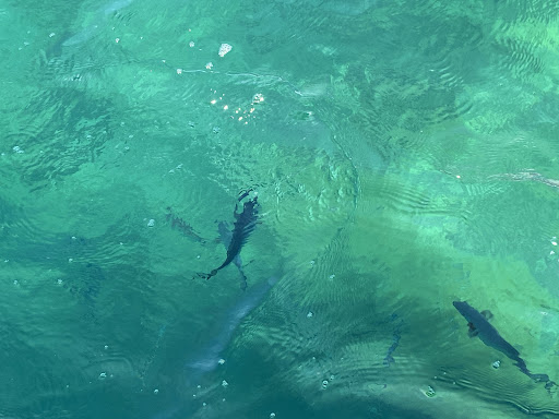 Dive Shop «Sea Experience Glassbottom Snorkel and Dive Tours», reviews and photos, 801 Seabreeze Blvd, Fort Lauderdale, FL 33316, USA