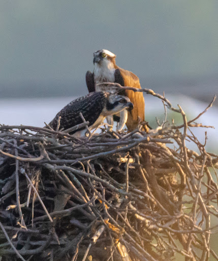 Golf Course «Harbor Links Golf Course», reviews and photos, 1 Fairway Dr, Port Washington, NY 11050, USA