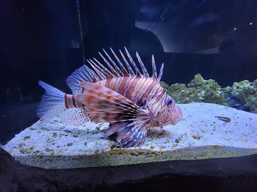 Aquarium «SeaQuest Interactive Aquarium Las Vegas», reviews and photos, 3528 S Maryland Pkwy #340, Las Vegas, NV 89169, USA