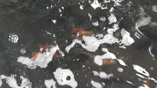 Pet Groomer «Grove City Agway & Pets», reviews and photos, 111 Breckenridge St, Grove City, PA 16127, USA