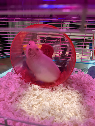 Pet Supply Store «PetSmart», reviews and photos, 6106 Shops Way, Northborough, MA 01532, USA