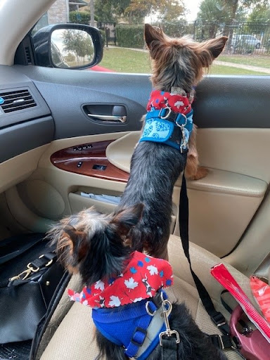 Pet Supply Store «EarthWise Pet Supply - Richardson», reviews and photos, 1310 W Campbell Rd #128, Richardson, TX 75080, USA