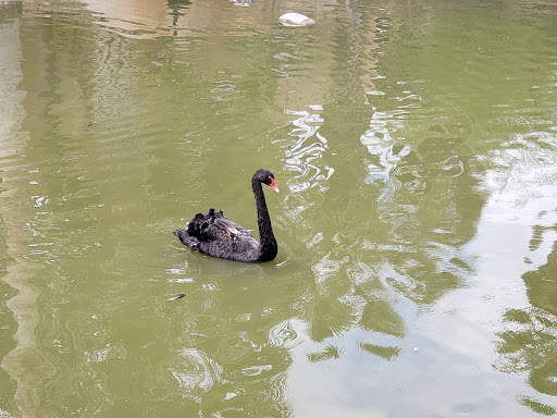 Zoo «Gladys Porter Zoo», reviews and photos, 500 E Ringgold St, Brownsville, TX 78520, USA