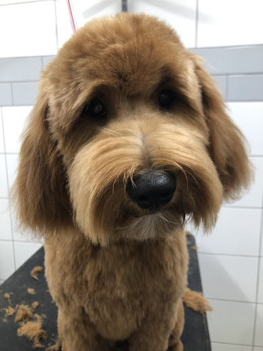 Wag, 2450 Harney St, Omaha, NE 68131, USA, 