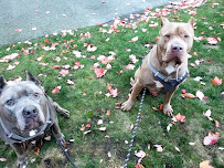 All Paws Pet Care (Lynnwood) - Photo 4 - Car repair in , Everett