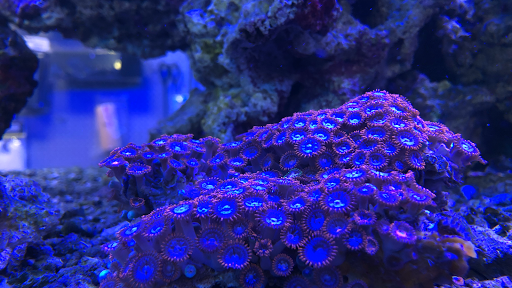 Aquarium Shop «Aquarium Depot», reviews and photos, 11762 SW 88th St, Miami, FL 33186, USA