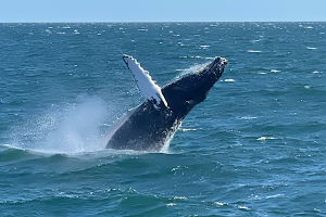 Cape May Whale Watcher image