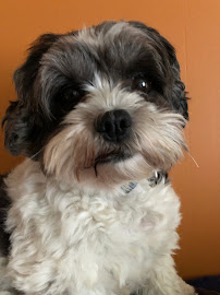 Sparta Pet Boarding & Daycare - Photo 9 - Car repair in , Grand Rapids