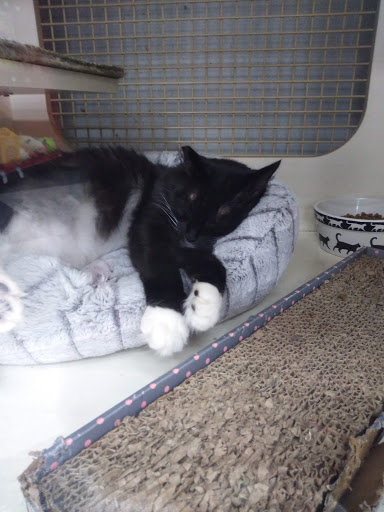 Pet Supply Store «Petco Animal Supplies», reviews and photos, 1815 Newport Blvd b, Costa Mesa, CA 92627, USA