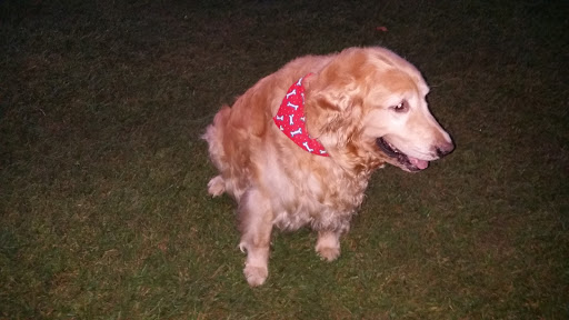 Pet Supply Store «Pet Supplies Plus», reviews and photos, 3644 Long Beach Rd, Oceanside, NY 11572, USA