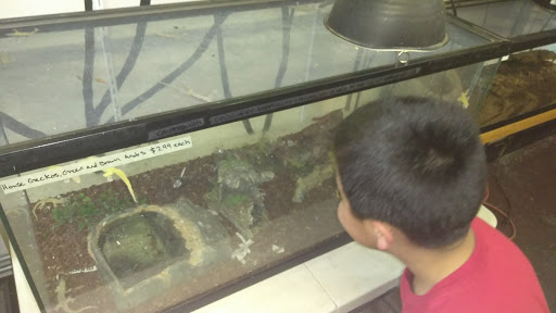 Reptile Store «An Exotic Reptile Pet Shop», reviews and photos, 3115 N 1st Ave, Tucson, AZ 85719, USA