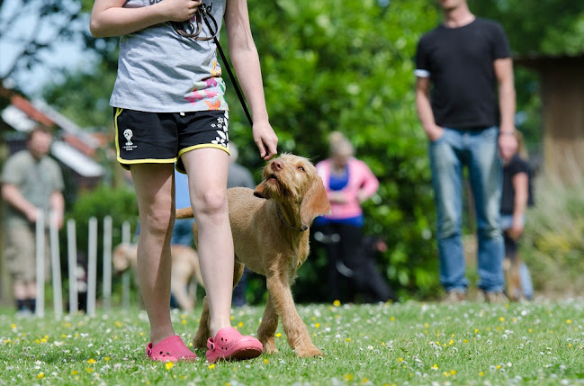 Hundeschule training4dogs - Dübendorf