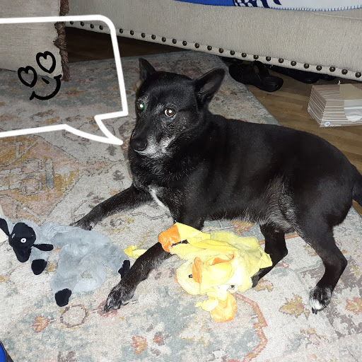 Pet Supply Store «Petco Animal Supplies», reviews and photos, 753 53rd Ave NE, Fridley, MN 55421, USA