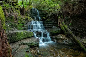Myrtle Gully Falls image