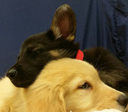 Pet Store «Four Paws and a Tail», reviews and photos, 120 Northtown Dr, Blaine, MN 55434, USA