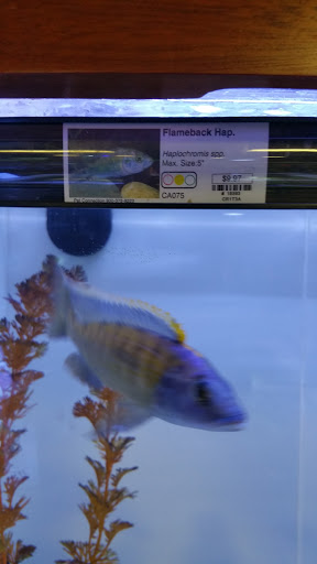 Tropical Fish Store «Creation Pet», reviews and photos, 8265 Alabama Rd NE, Woodstock, GA 30189, USA