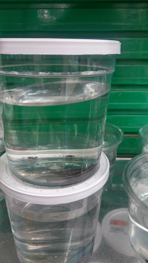 Pet Supply Store «Pet Supplies Plus», reviews and photos, 4405 Milestrip Rd, Blasdell, NY 14219, USA