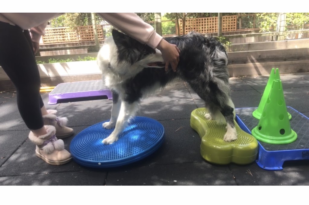 Happy Hounds Massage & Fitness 94114