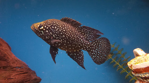 Pet Supply Store «Wet Spot Tropical Fish», reviews and photos, 4310 NE Hancock St, Portland, OR 97213, USA